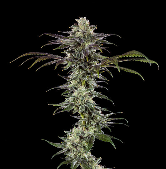 Barneys Farm RS11 F1 Hanfsamen Blüte