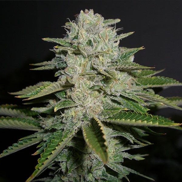 Sour Diesel feminisierte Cannabissamen