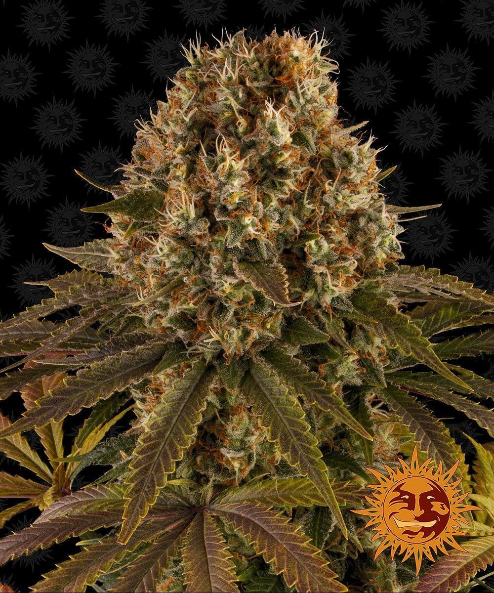 Strawberry Lemonade feminisierte Cannabissamen