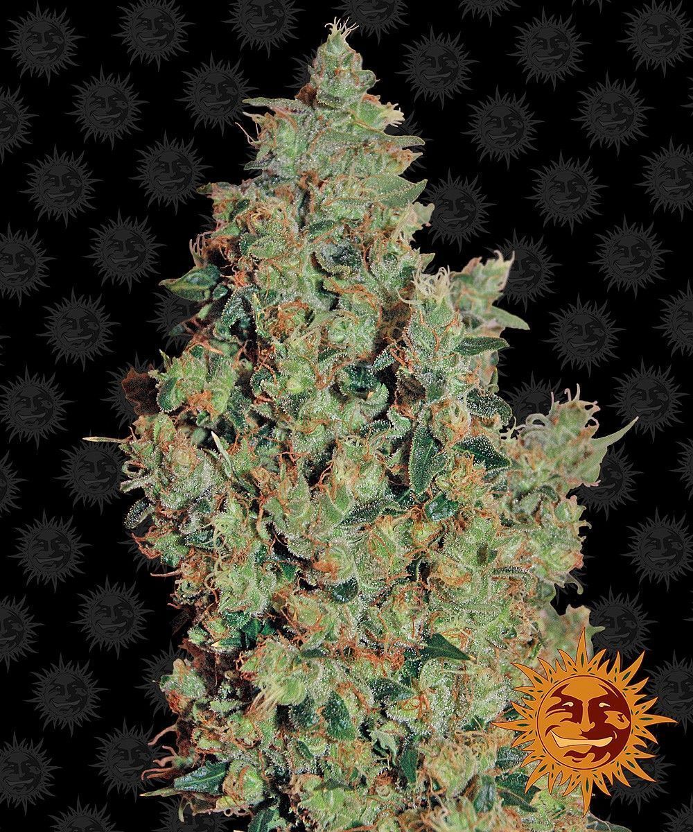Tangerine Dream feminisierte Cannabissamen