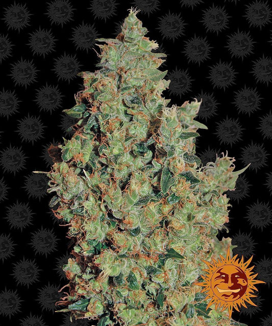 Tangerine Dream feminisierte Cannabissamen