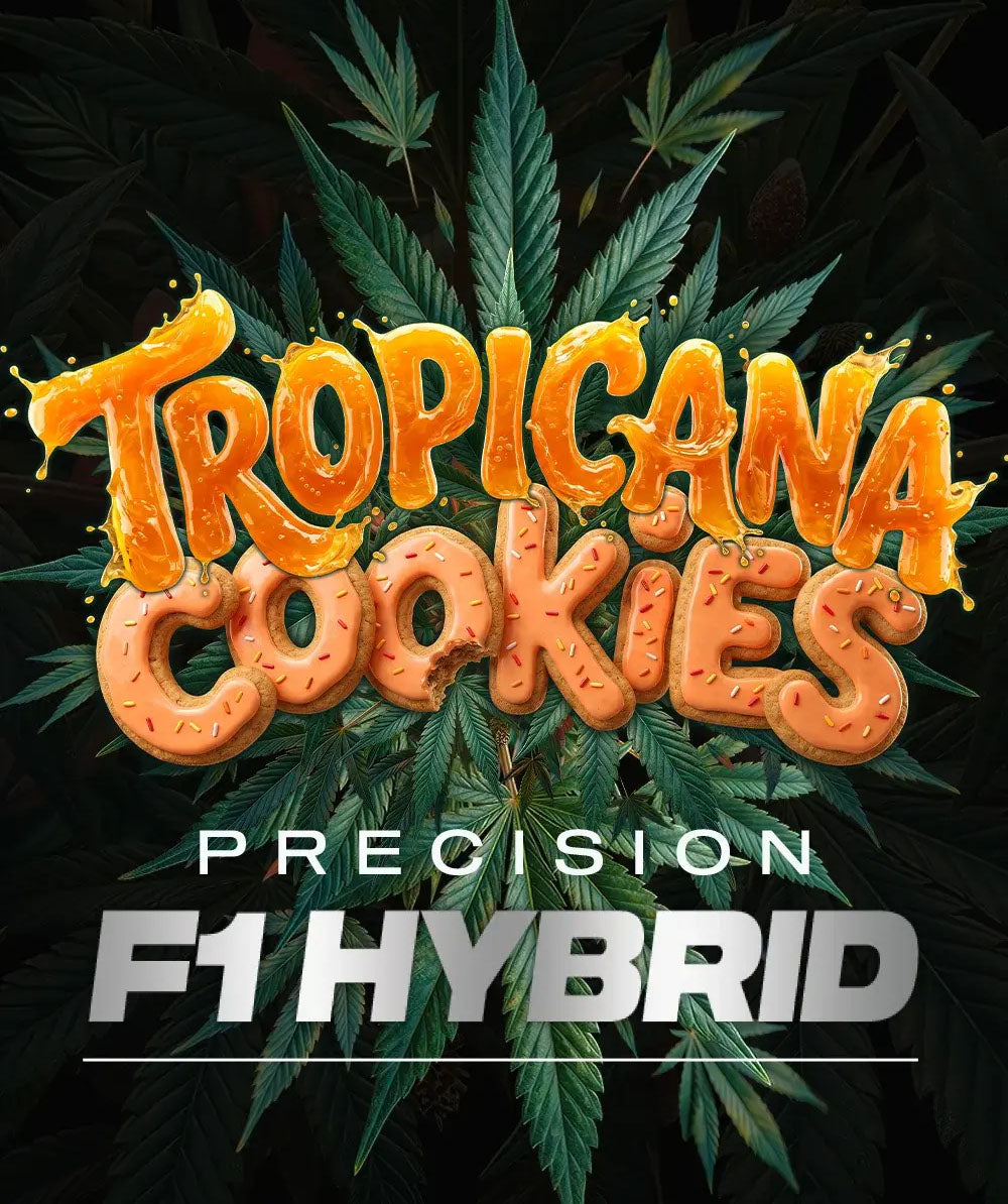 Barneys Farm Tropicana Cookies F1 Auto Hanfsamen Blüte