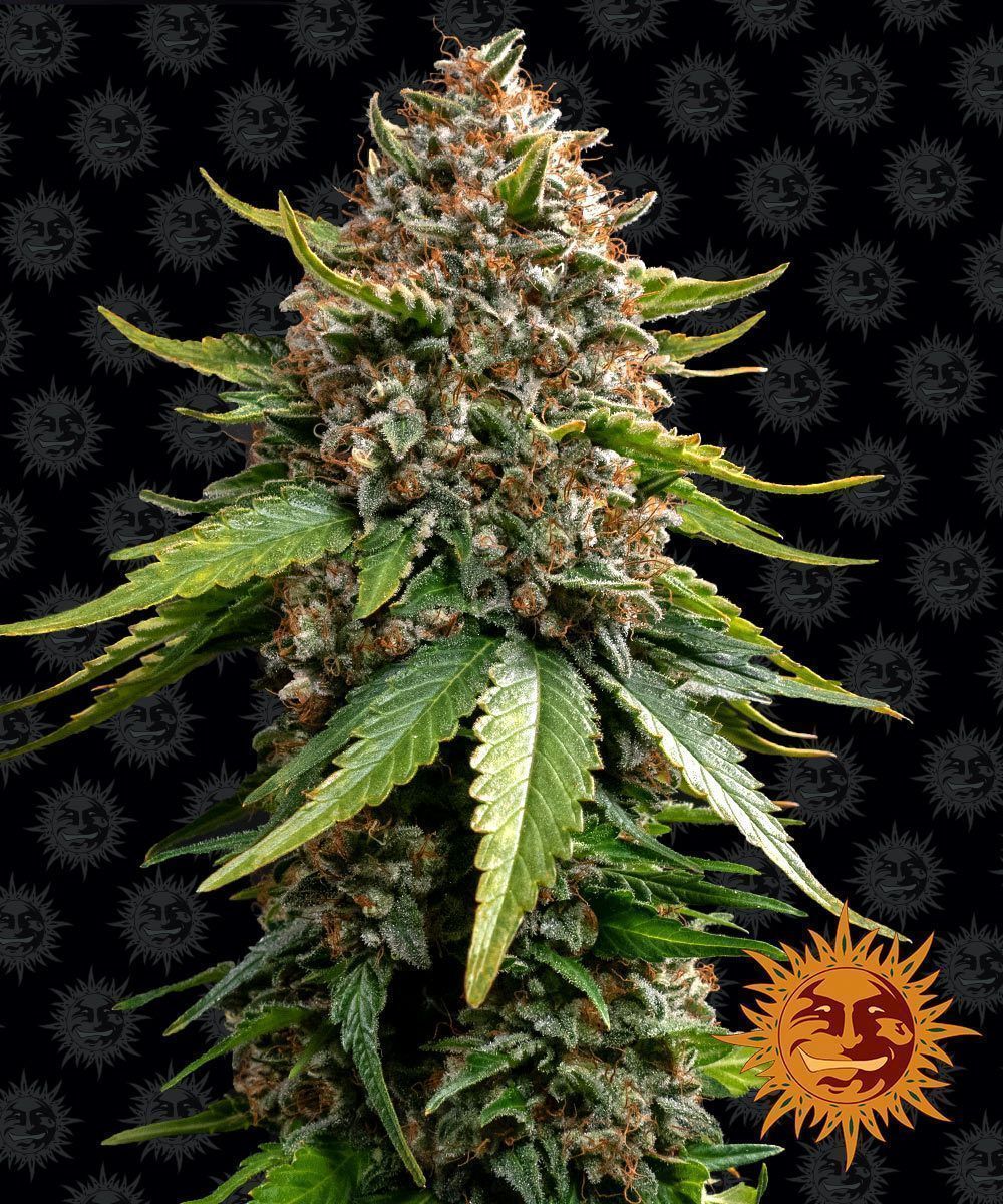 White Widow XXL Automatic Cannabissamen