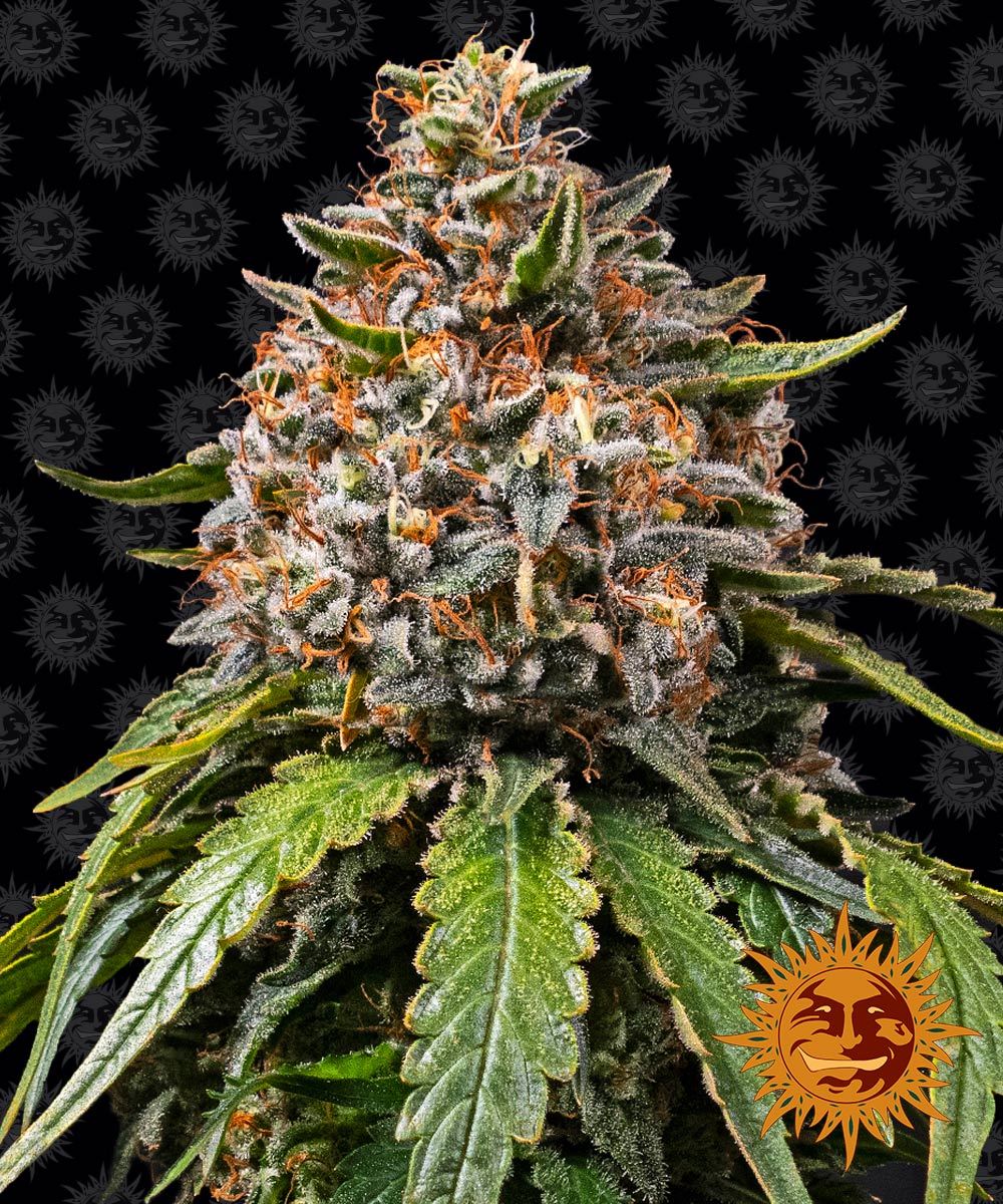White Widow XXL feminisierte Cannabissamen