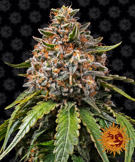 White Widow XXL feminisierte Cannabissamen