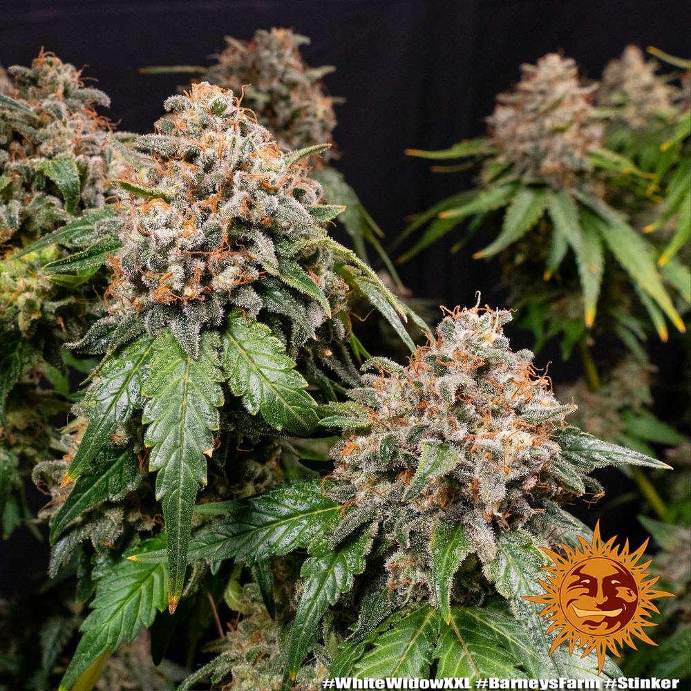 Barneys Farm White Widow XXL Hanfsamen Blüte