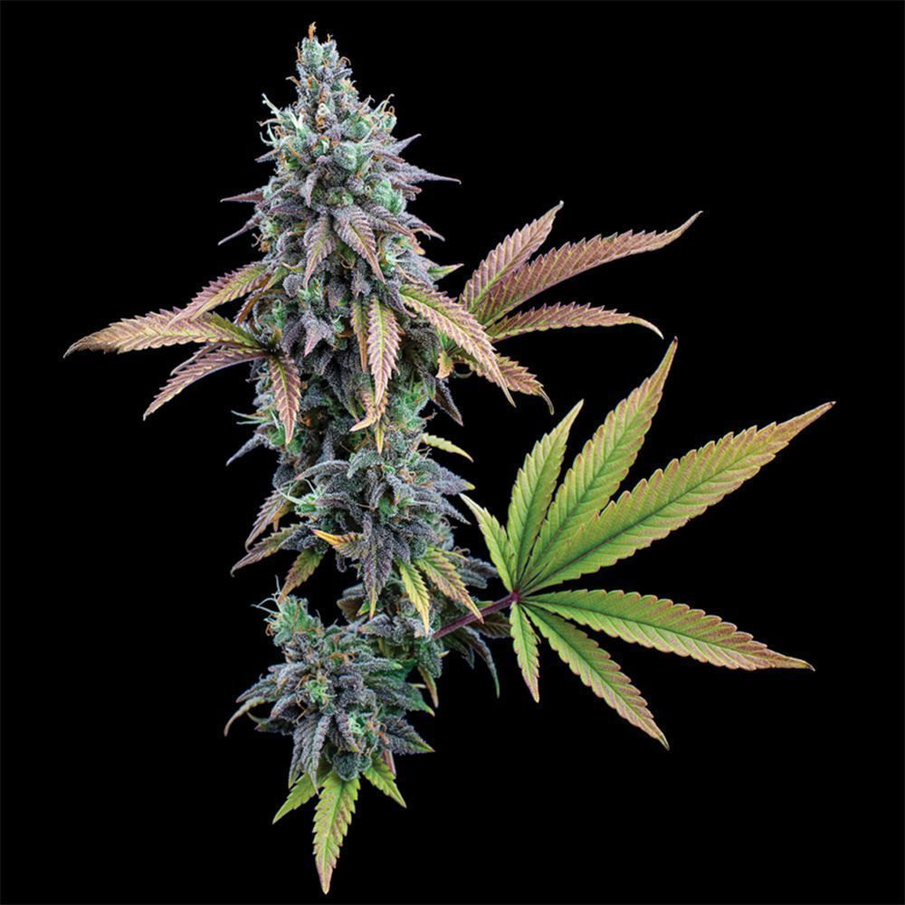 Cinderella 99 feminisierte Cannabissamen