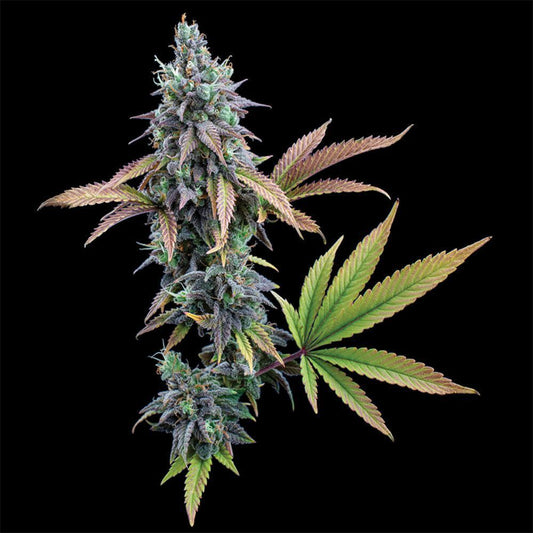 Cinderella 99 feminisierte Cannabissamen