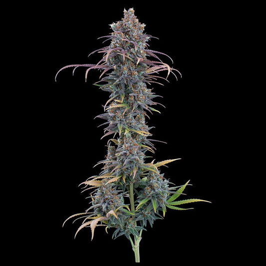 Brother Grimm Seeds Cinderella Purple Feminisierte Hanfsamen Cannabis Blüte