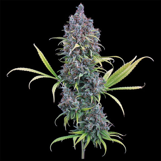 Durban Thai x C99 feminisierte Cannabissamen