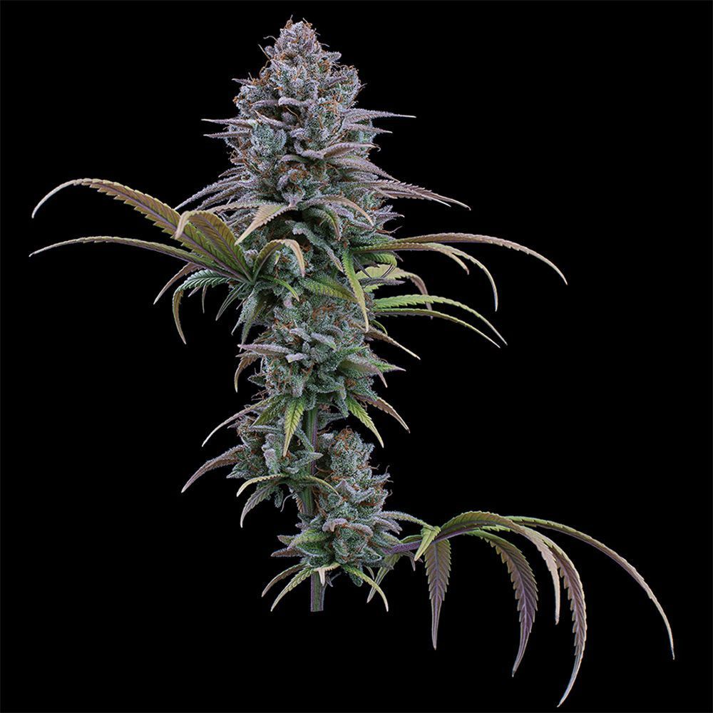 Grimm Glue feminisierte Cannabissamen