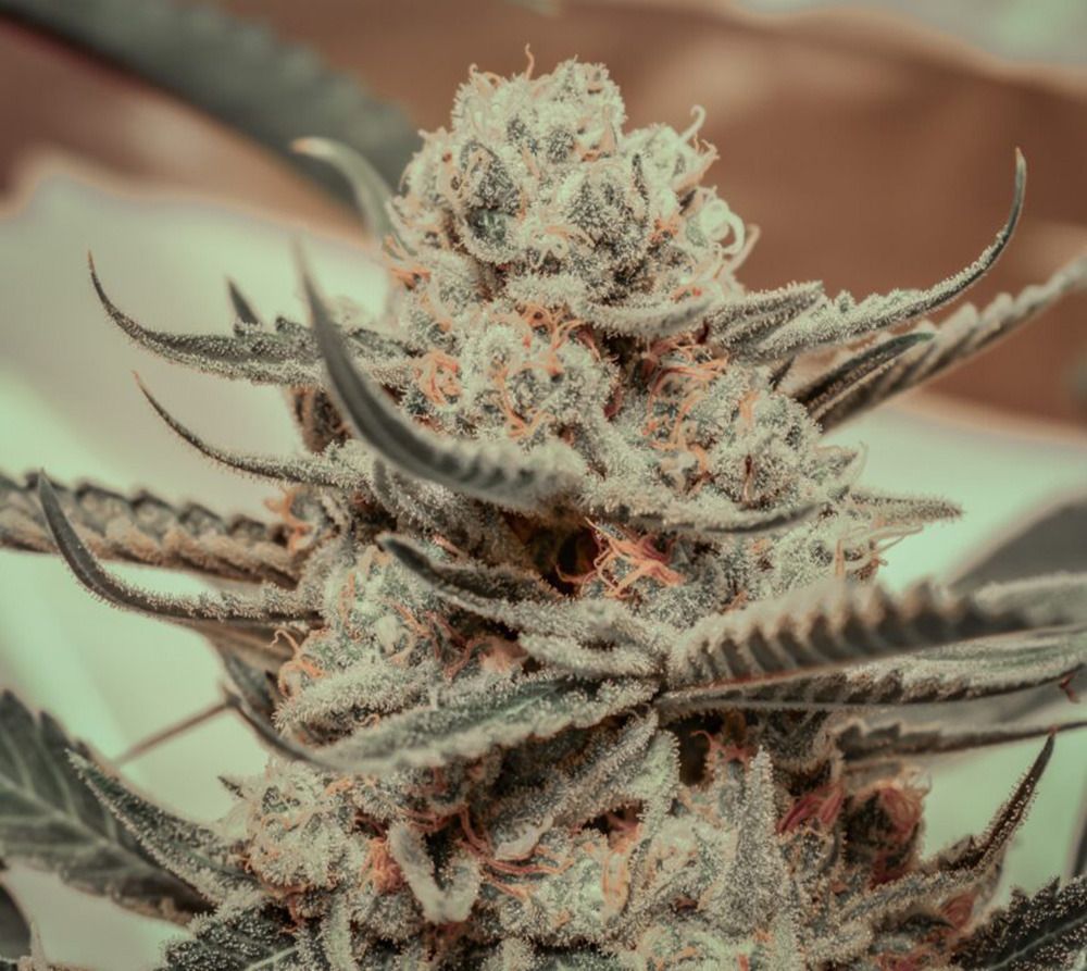 Killer Queen feminisierte Cannabissamen