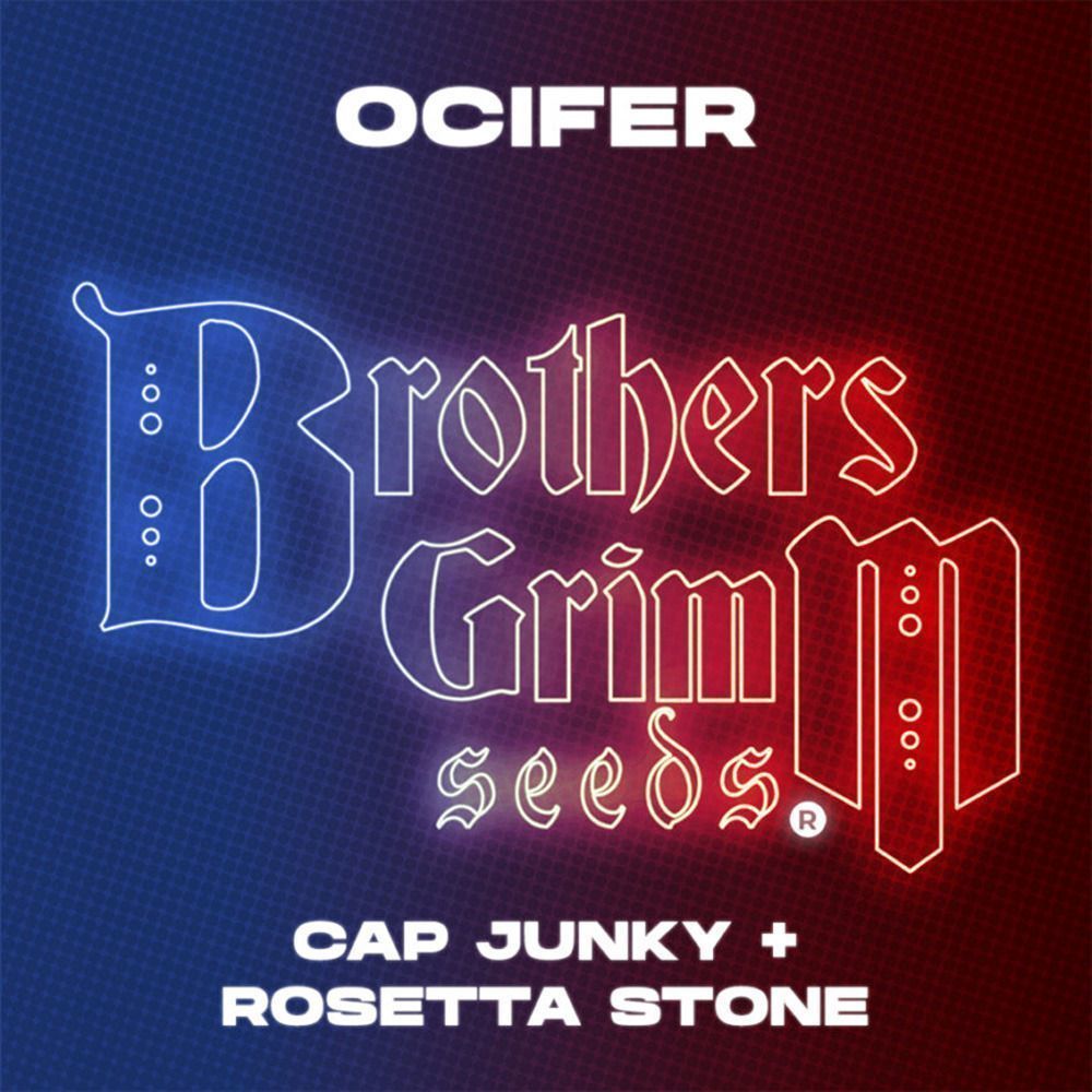 Ocifer feminisierte Cannabissamen