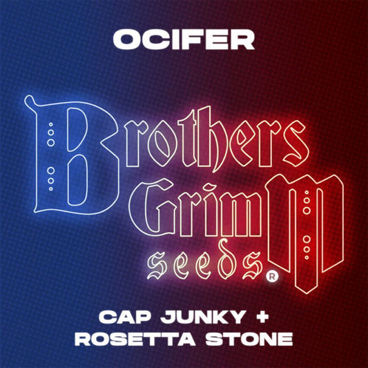 Ocifer feminisierte Cannabissamen