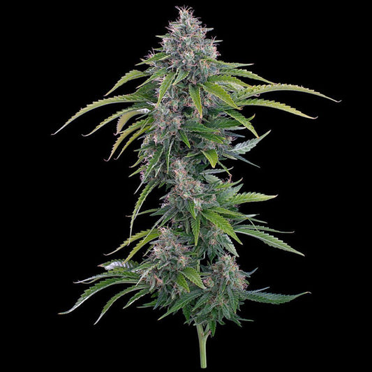 Brother Grimm Rosetta Stone Feminisierte Hanfsamen Cannabisblüte