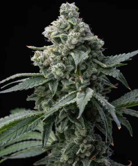 Bruce Banner feminisierte Cannabissamen