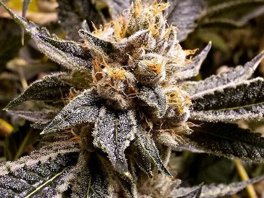 Confidential Purp feminisierte Cannabissamen