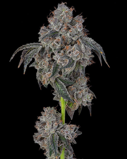 Cookies Seed Bank Blueberry Cherries Feminisierte Hanfsamen Cannabisblüte