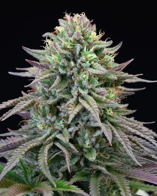 Cookies Seed Bank Cherry Cook Feminisierte Hanfsamen Cannabisblüte