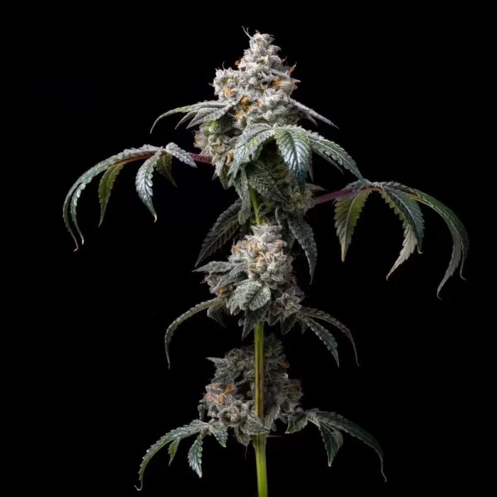 Cookies Seed Bank Dirty Diana Feminisierte Hanfsamen Cannabisblüte