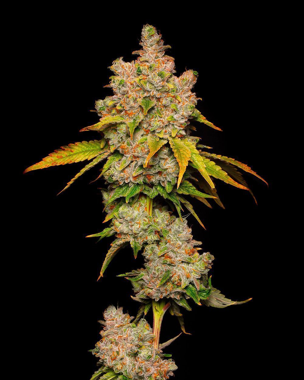 Cookies Seed Bank Lemon Cherry Sherb Feminisierte Hanfsamen Cannabisblüte
