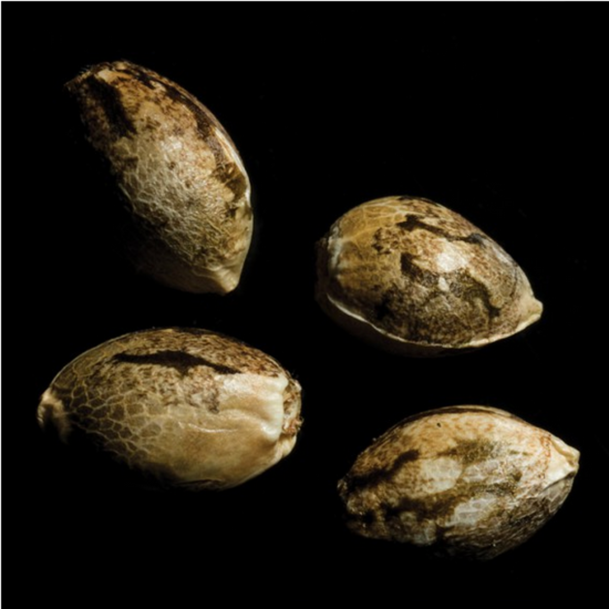 DNA Genetics 24k Gold Feminisierte Hanfsamen