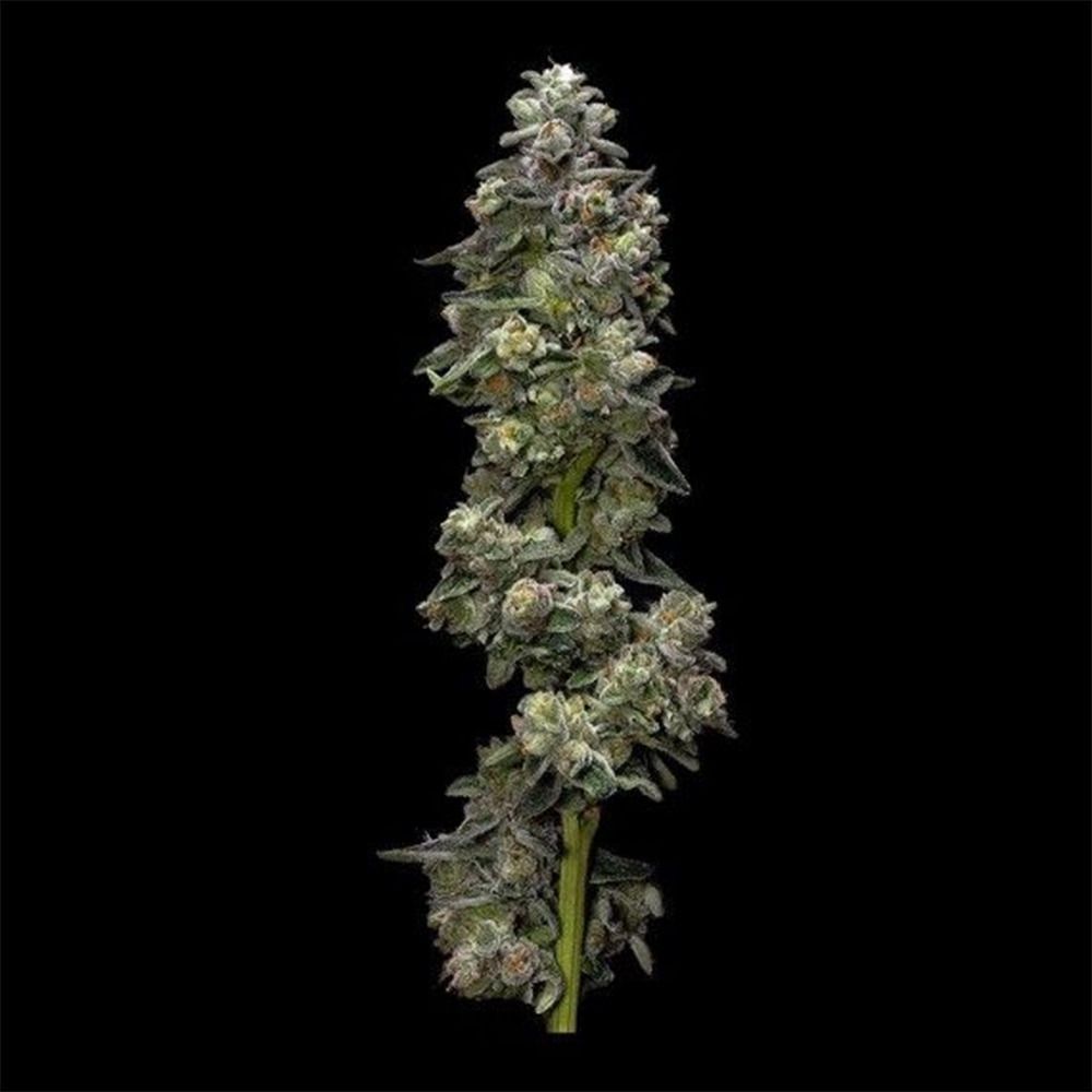 DNA Genetics Bakers Delight Automatic Hanfsamen Cannabisblüte