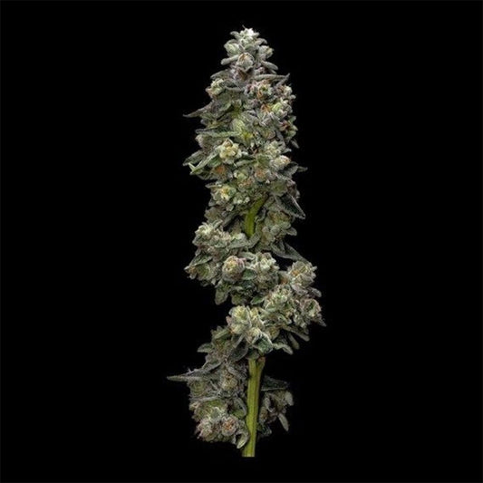 DNA Genetics Bakers Delight Automatic Hanfsamen Cannabisblüte