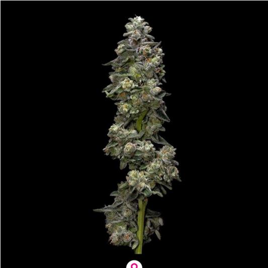 Bakers Delight feminisierte Cannabissamen