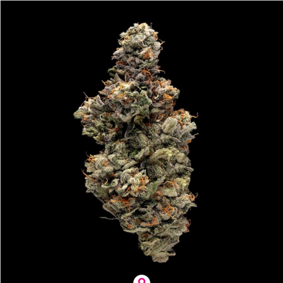 DNA Genetics Bakers Delight Feminisierte Hanfsamen