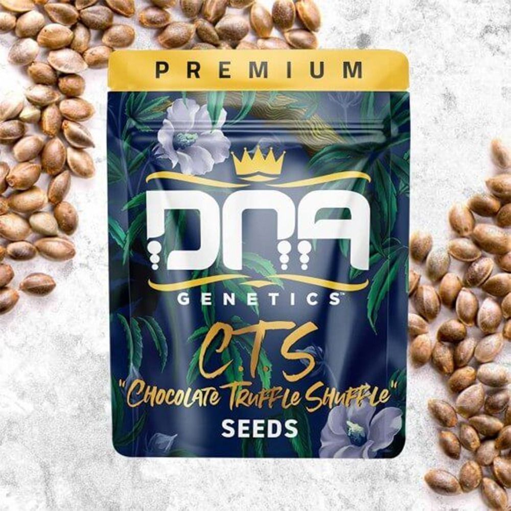 DNA Genetics Chocolope 256 Reguläre Hanfsamen Cali Pack