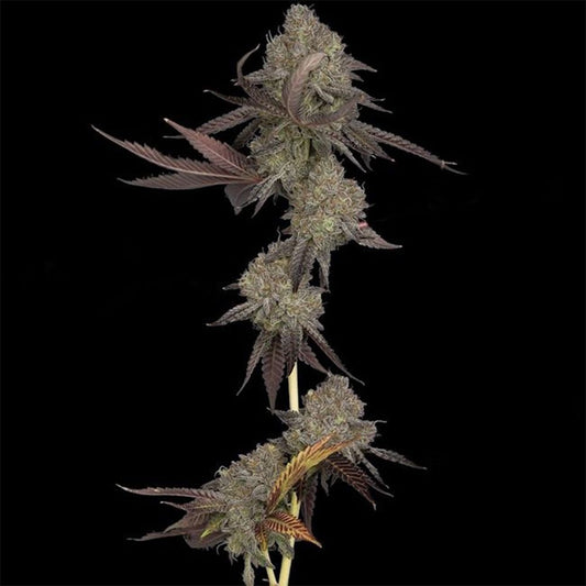 DNA Genetics Dna Cake Automatic Hanfsamen Cannabisblüte