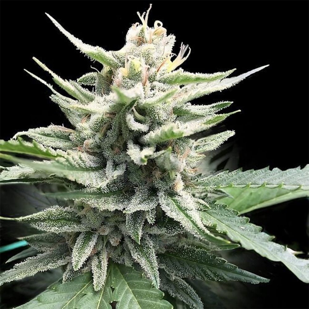 DNA Genetics Honey Banana S1 Feminisierte Hanfsamen Cannabisblüte