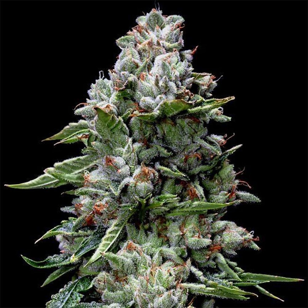 DNA Genetics Kosher Kush Feminisierte Hanfsamen Cannabisblüte