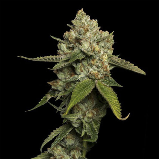 DNA Genetics Kosher Prophets Feminisierte Hanfsamen Cannabisblüte