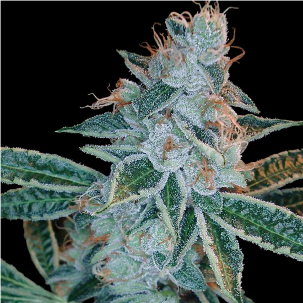 DNA Genetics Lemon OG Kush Feminisierte Hanfsamen