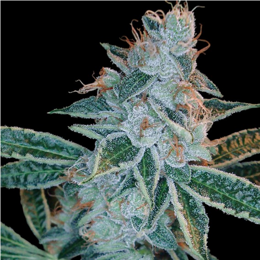 DNA Genetics Lemon OG Kush Feminisierte Hanfsamen