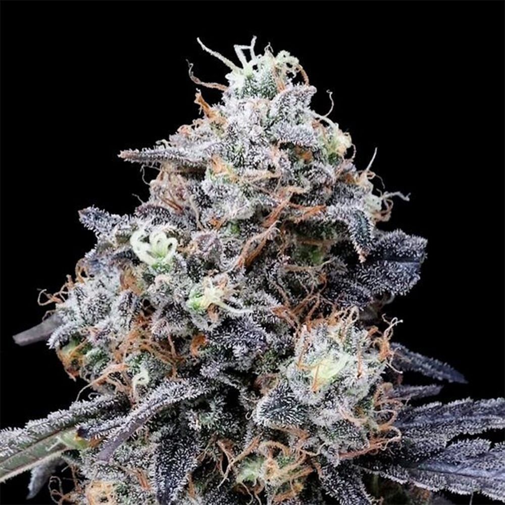 DNA Genetics MacMelon Automatic Hanfsamen Cannabisblüte