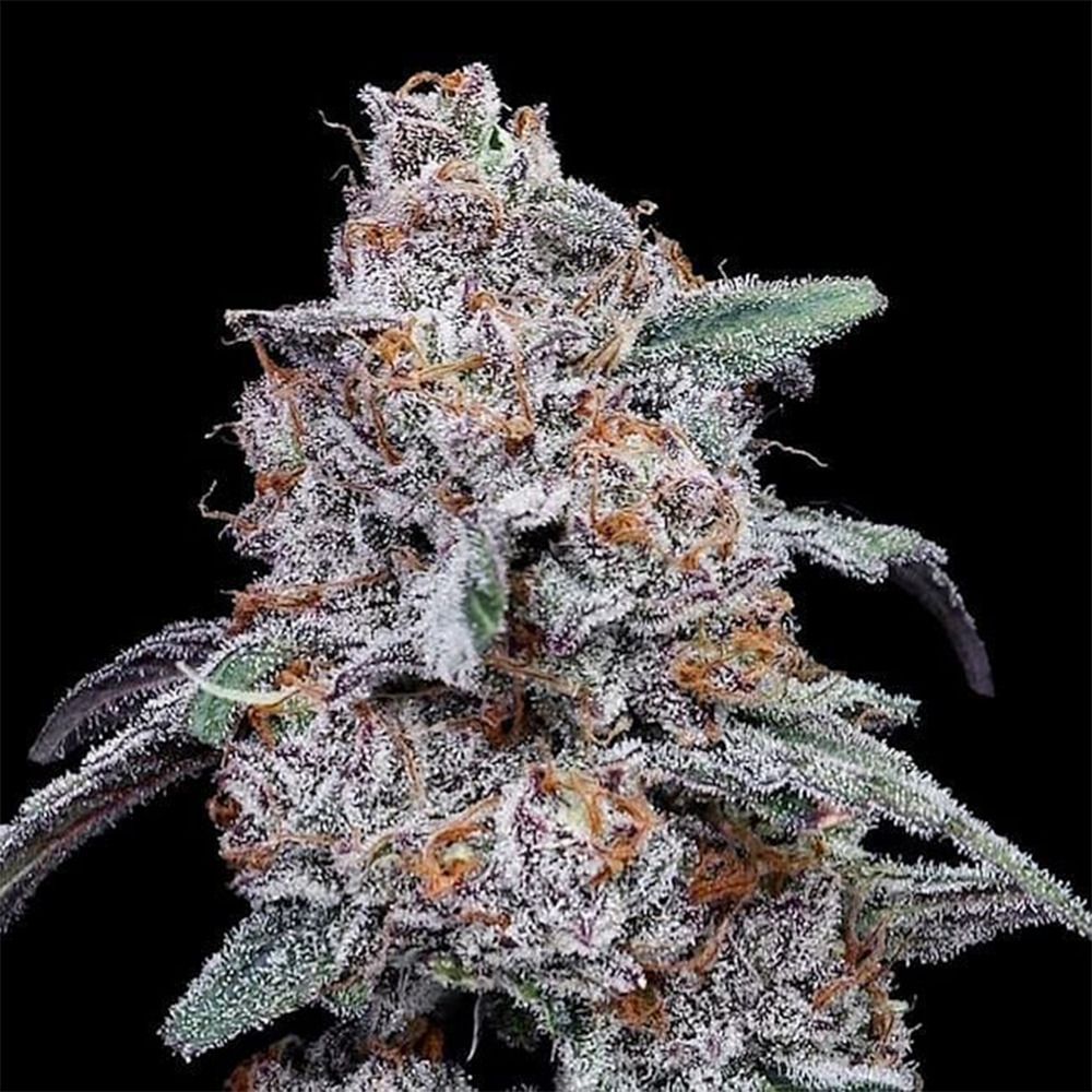 DNA Genetics Purple People Eater Automatic Hanfsamen Cannabisblüte