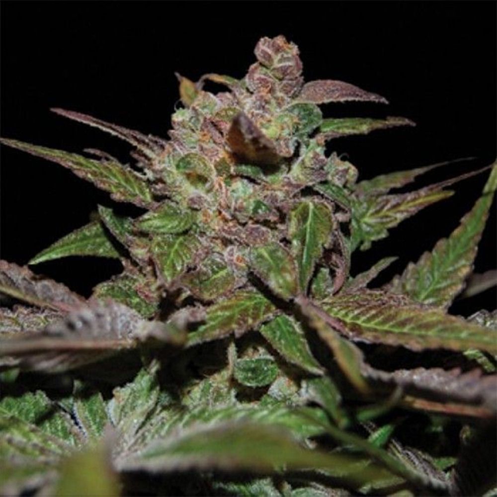 DNA Genetics Purple Wreck Feminisierte Hanfsamen Cannabisblüte