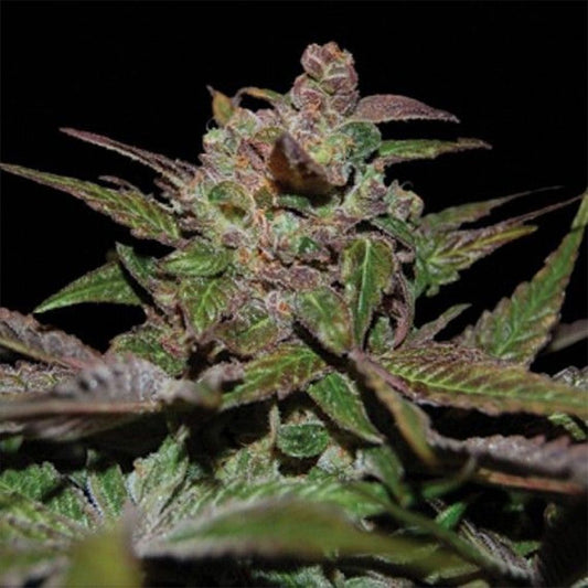 DNA Genetics Purple Wreck Feminisierte Hanfsamen Cannabisblüte