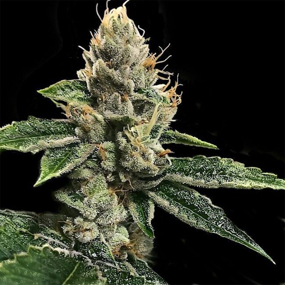 DNA Genetics RP43 (Richard Petty) Feminisierte Cannabisblüte