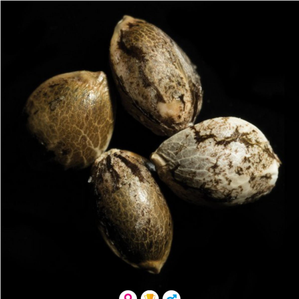 DNA Genetics Cannalope Haze Feminisierte Hanfsamen