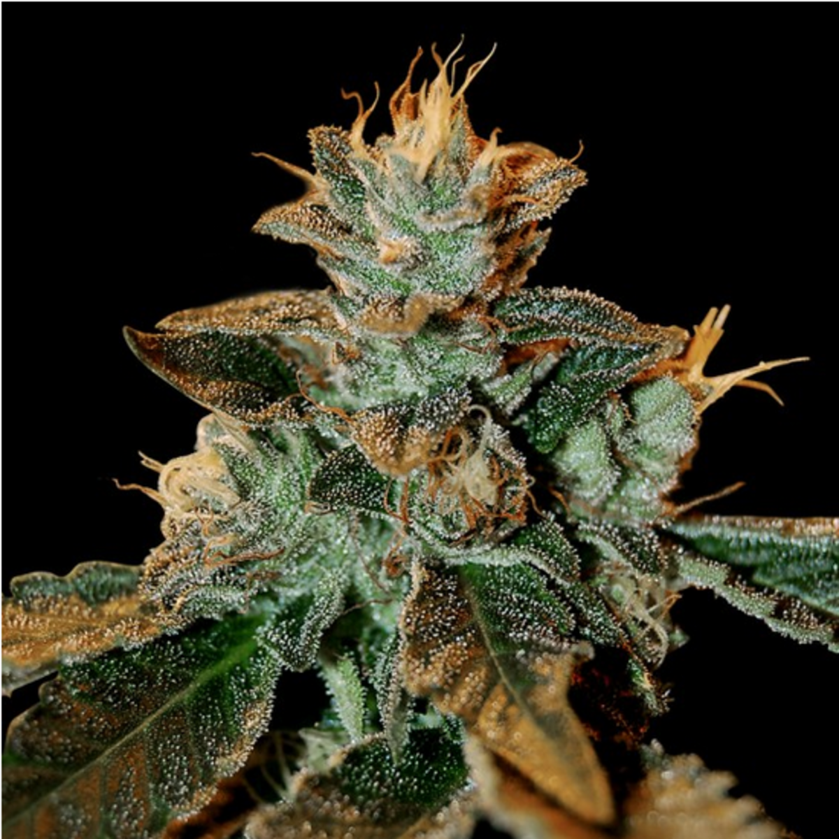 Cataract Kush feminisierte Cannabissamen