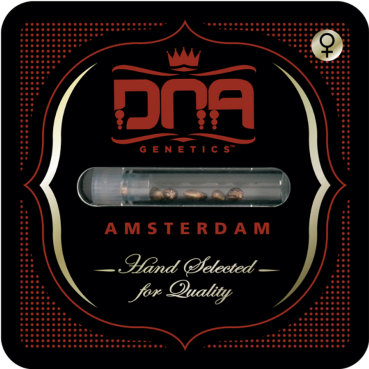 DNA Genetics Cataract Kush Feminisierte Hanfsamen