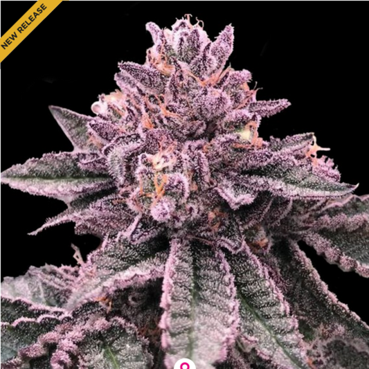 DNA Cake feminisierte Cannabissamen