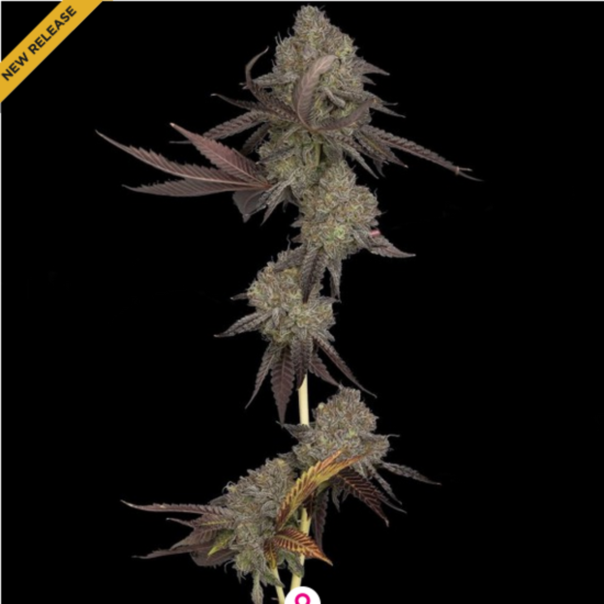 DNA Genetics DNA Cake Feminisierte Hanfsamen