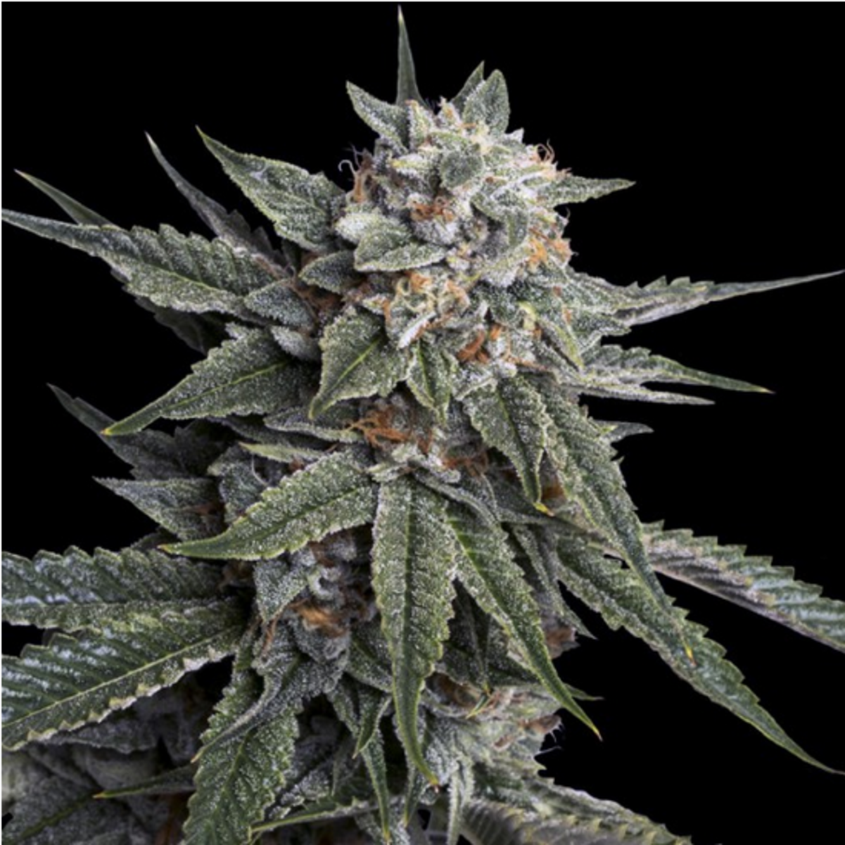 Holy Grail Kush feminisierte Cannabissamen