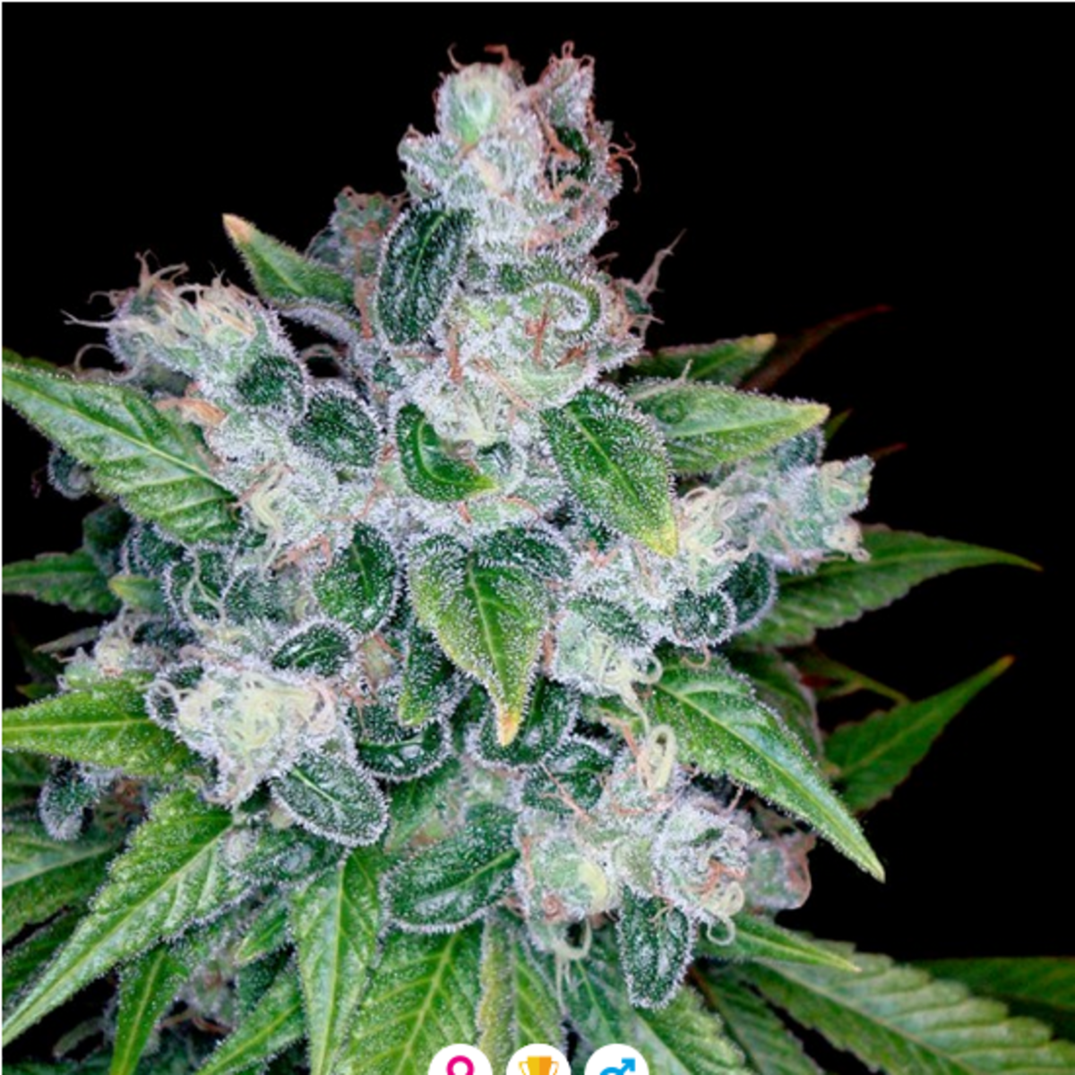 Kandy Kush feminisierte Cannabissamen