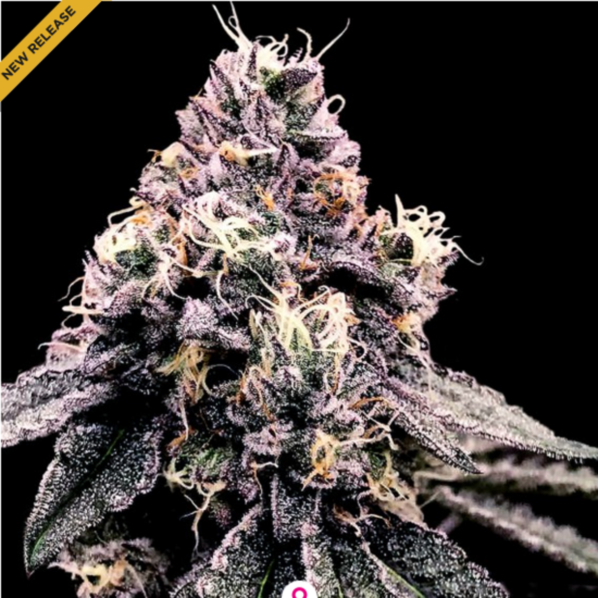 DNA Genetics Kosher Pie Feminisierte Hanfsamen